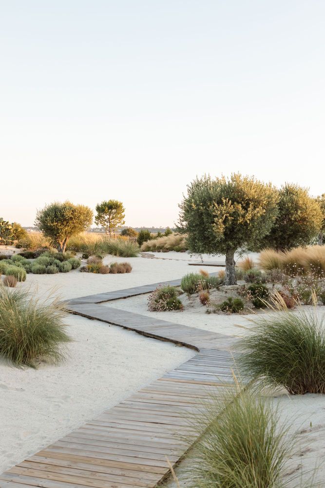 a wooden walkway in the middle of a sandy area with grass and trees on either side