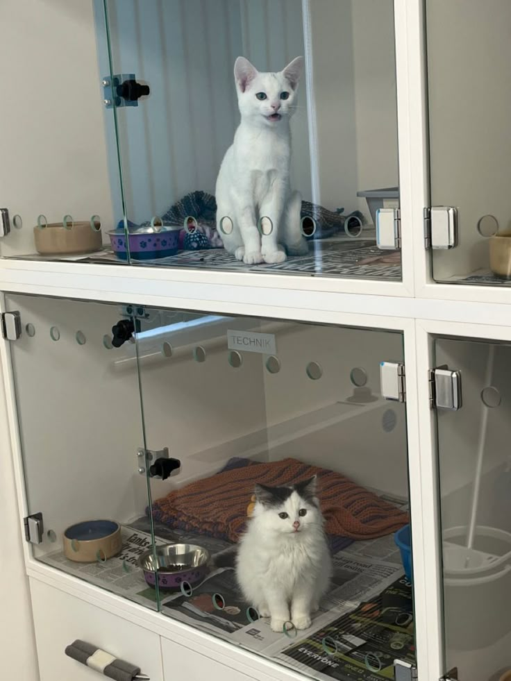 two white cats sitting on top of glass shelves in a room filled with other items