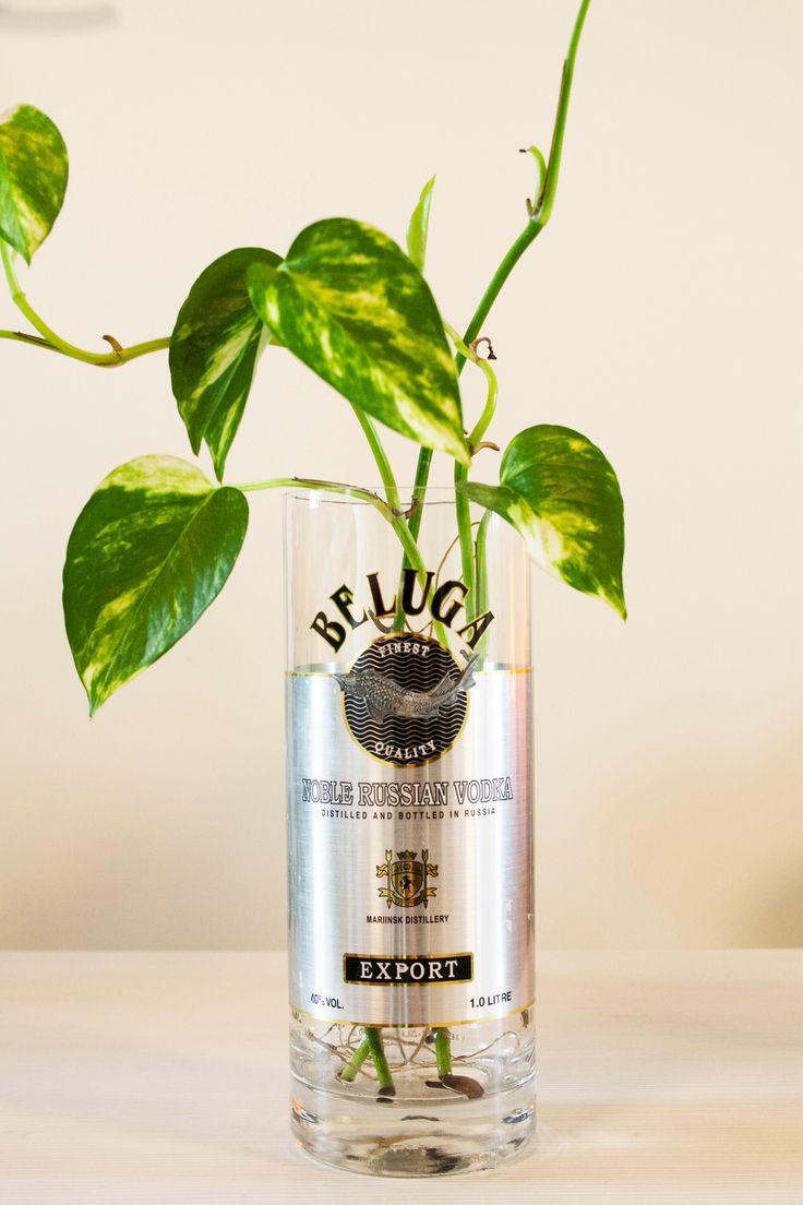 a plant in a glass vase on a table