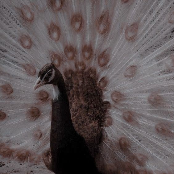 a peacock with its feathers spread out