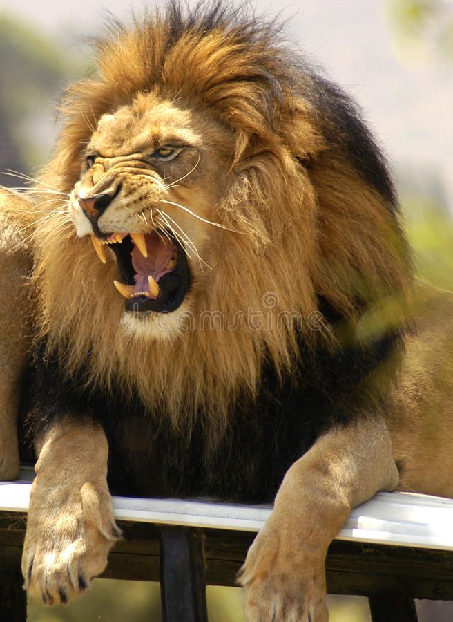 Lion roaring and showing his teeth. Agitated male lion angrily roars as