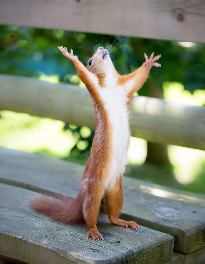 a red squirrel standing on its hind legs and reaching up to catch something in the air