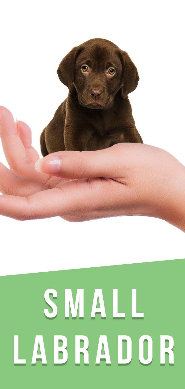 a small dog sitting on top of a person's hand with the caption small labrador