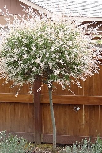 a small tree with white flowers in front of a wooden fence and brown wood paneling