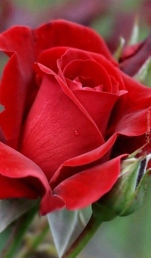 a red rose with water droplets on it's petals is shown in this close up photo