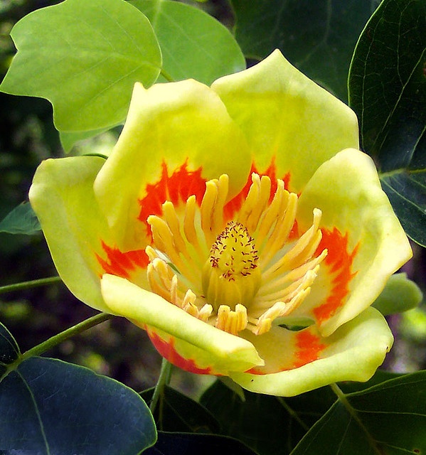 a yellow and red flower with green leaves