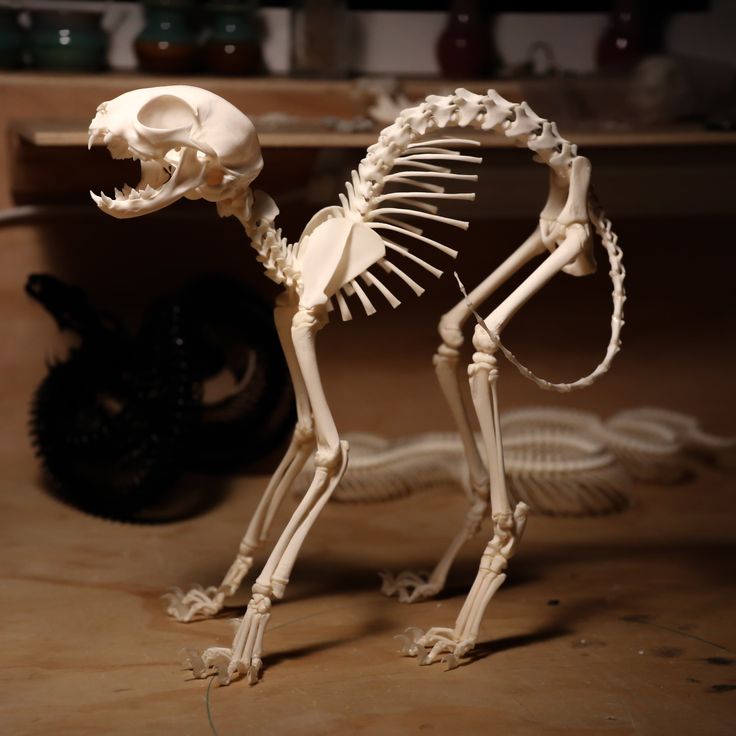 the skeleton of a dog is shown in this image