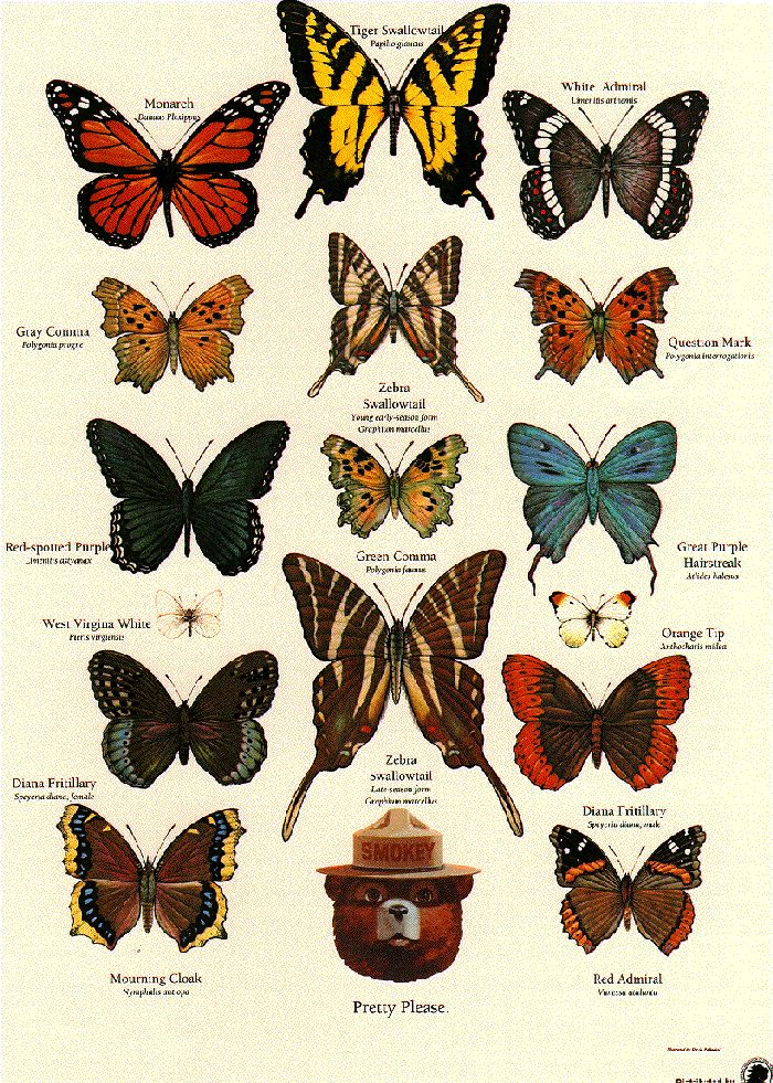 ..ผีเสื่อ สีสวย .. Butterfly Chart Aesthetic, Butterfly Identification Chart, Zoology Aesthetic, Butterfly With Eyes, Butterfly Tattoo Color, Wildfire Prevention, Insect Activity, Butterfly Chart, Butterfly Identification