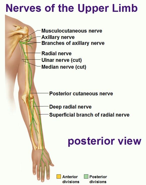 the posterior view of the upper limb and lower limb, with labels on each side