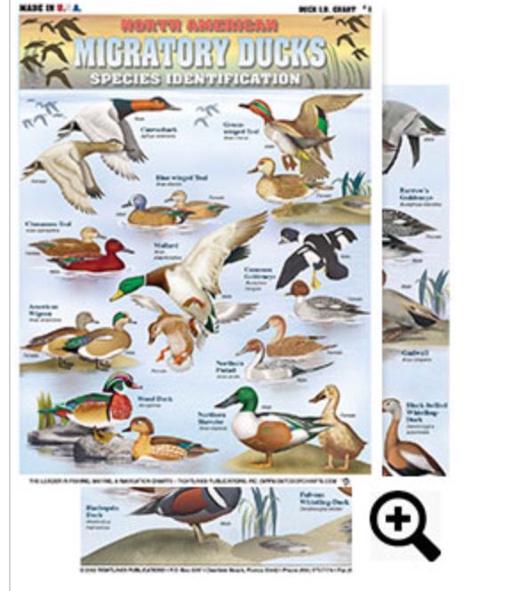 Duck Species Duckling Identification Chart