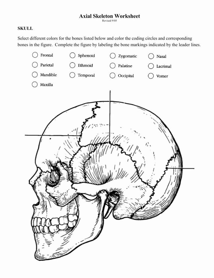 an image of the human skull with labels on it's side and labeled parts