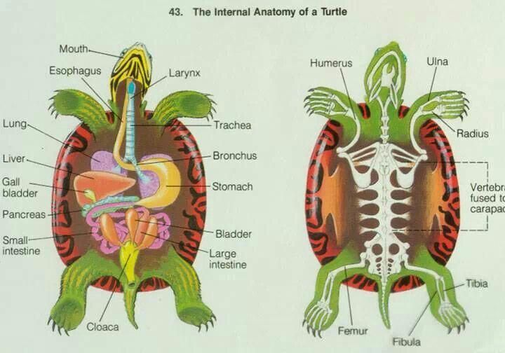 an image of the anatomy of a turtle