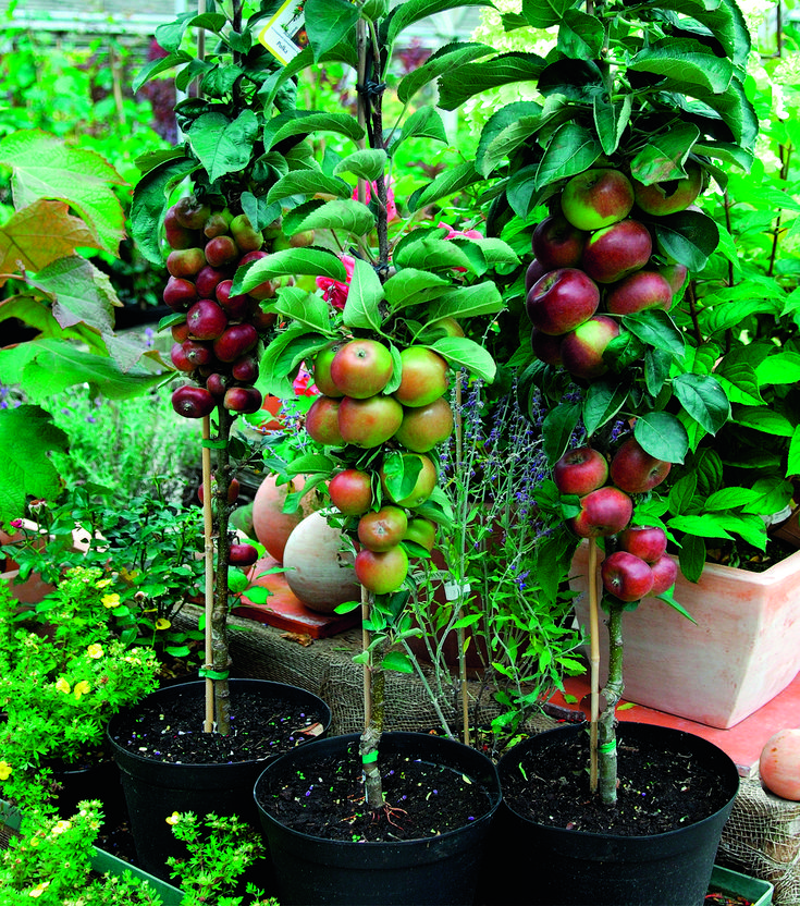 there are many potted plants in the garden with fruits on them and flowers growing out of them