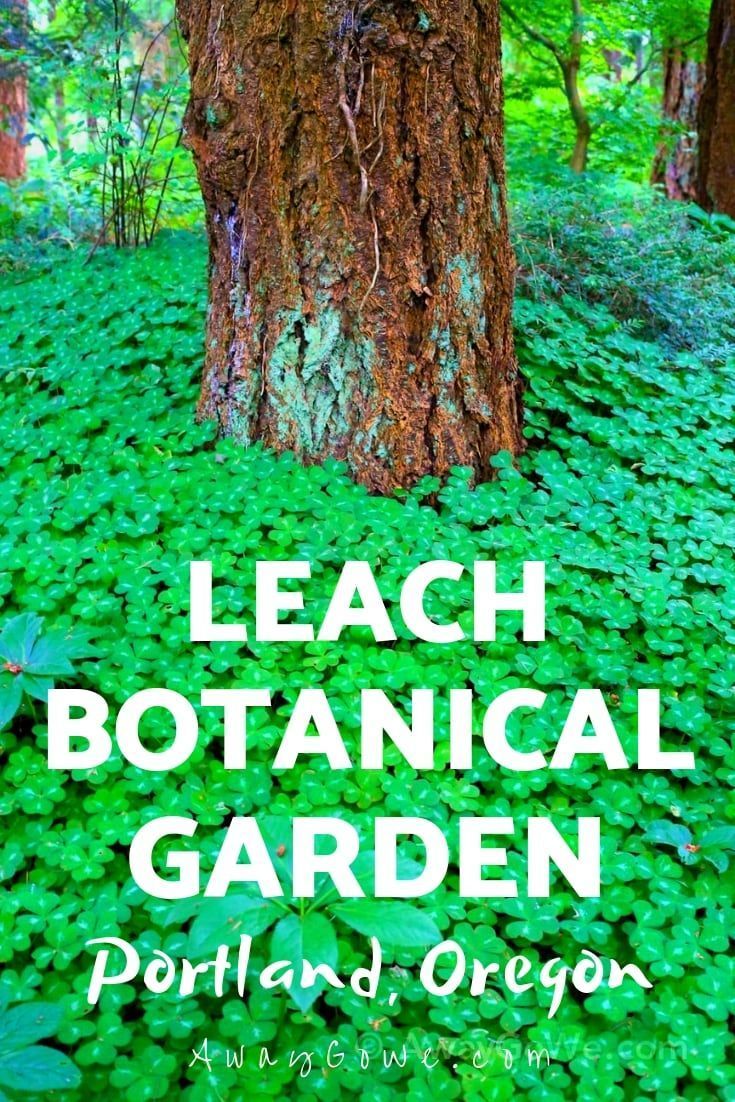 an image of the cover of a book with green plants growing on it and trees in the background