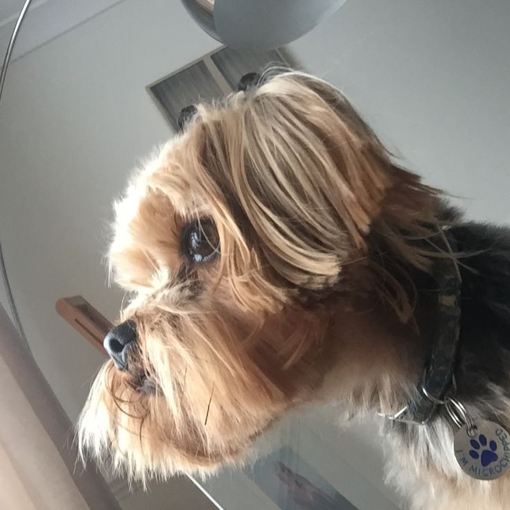 a small dog with long hair is looking at the camera while standing in front of a mirror