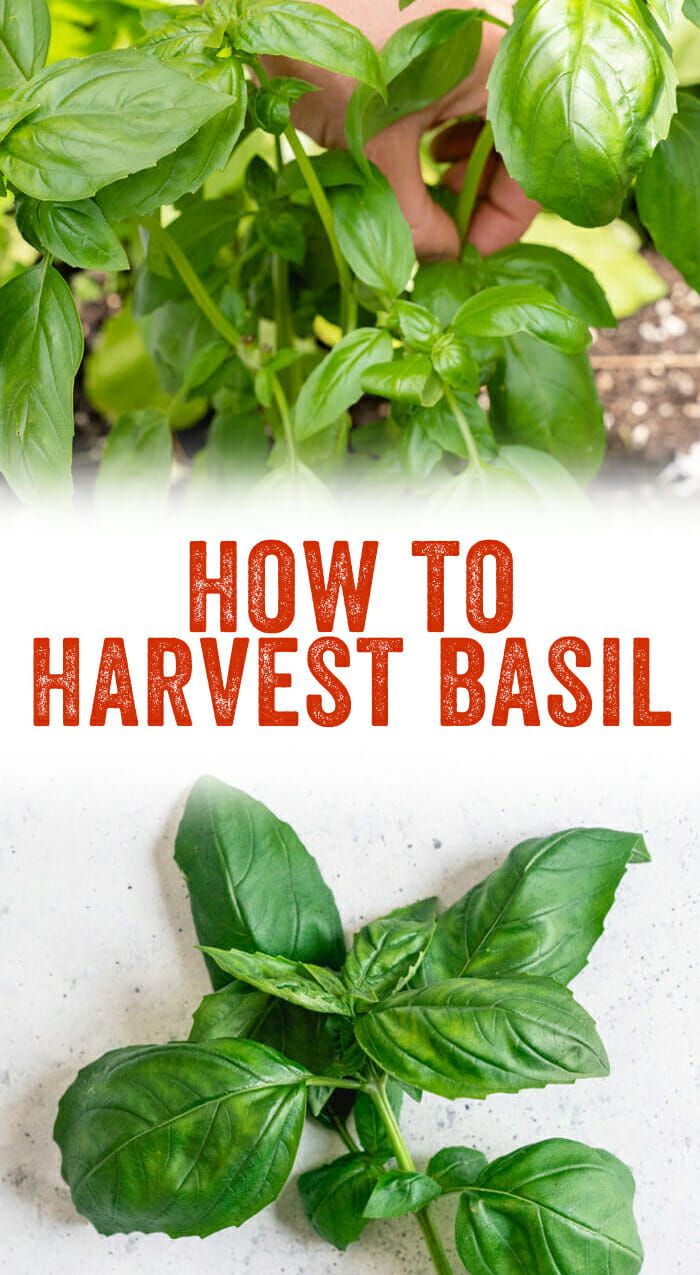 how to harvest basil in the garden