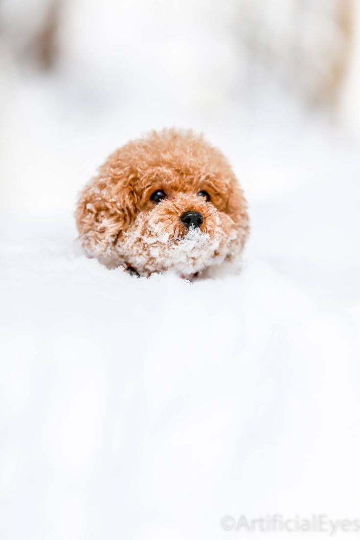 a small brown dog laying in the snow