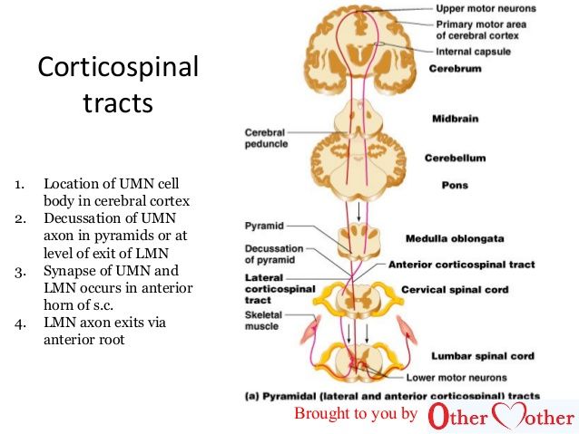 an image of the body and nervous system with labels on each side, including two different areas