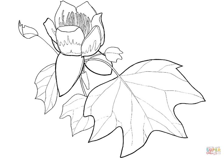 a drawing of a flower with leaves