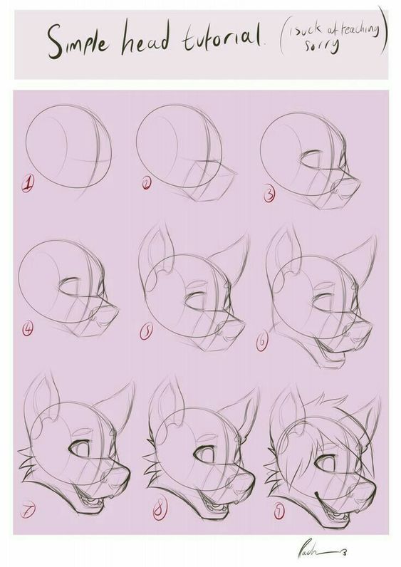 how to draw a cat's head with different angles and facial expressions, step by step