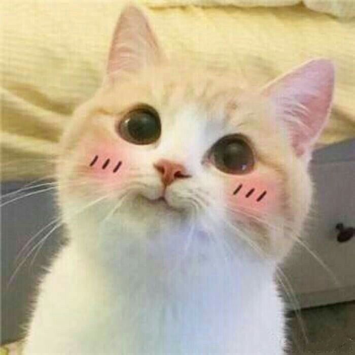 a white cat with black spots on it's eyes and eyebrows, looking at the camera