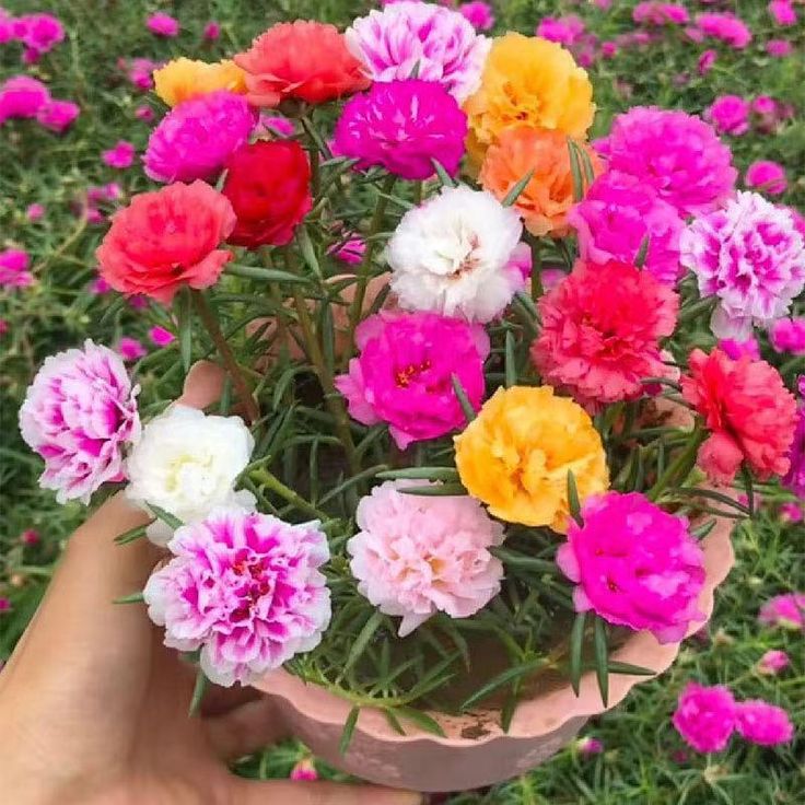 a person is holding a pot full of flowers in their hand and there are many different colors