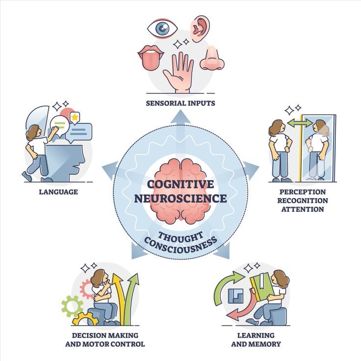 the five stages of neuroscence