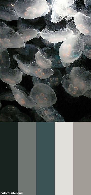 an image of jellyfish in the water with color swatches for each one to choose from