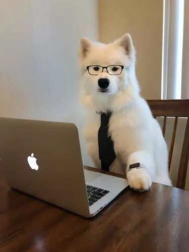 a white dog wearing glasses and a tie sitting in front of a laptop on a table