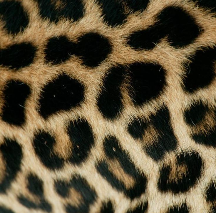 an animal print pattern is seen in this close up photo, it looks like the skin of a giraffe