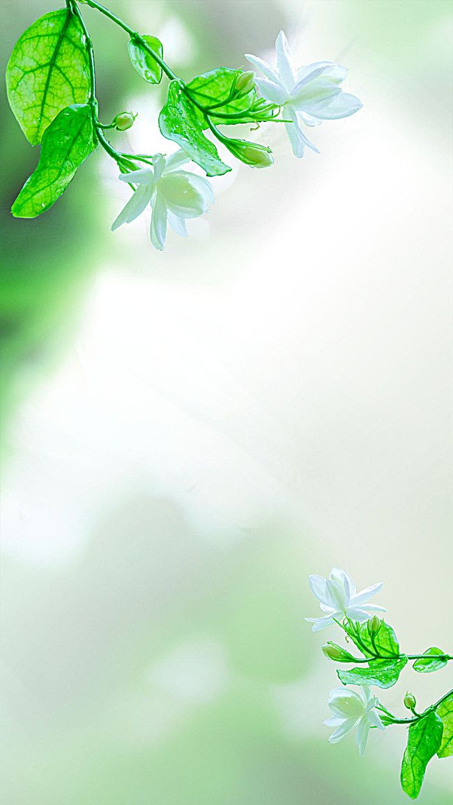 some white flowers and green leaves on a blurry background with space for the text