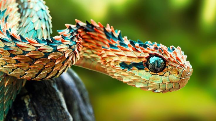 a close up of a colorful snake on a branch