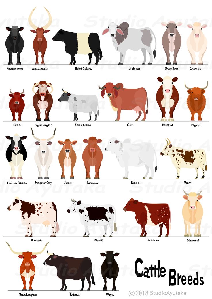 an image of cattle breeds and their names