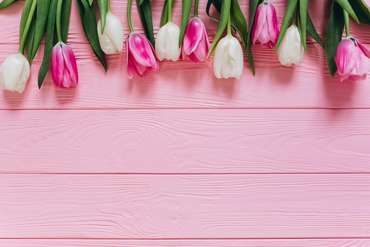 pink and white tulips against a pink wood background with copy - up space