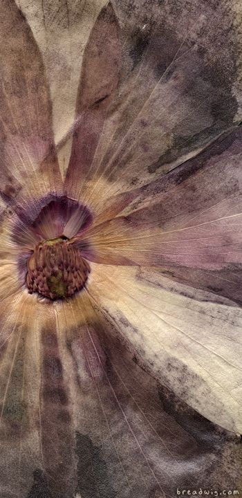 a close up view of a flower with the petals open