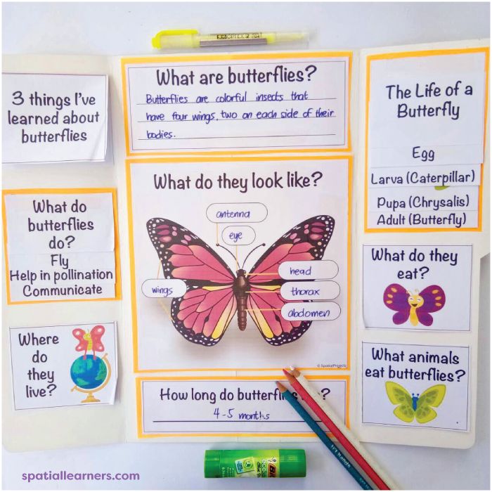 the butterflies and their names are displayed on this bulletin board for students to learn how to read