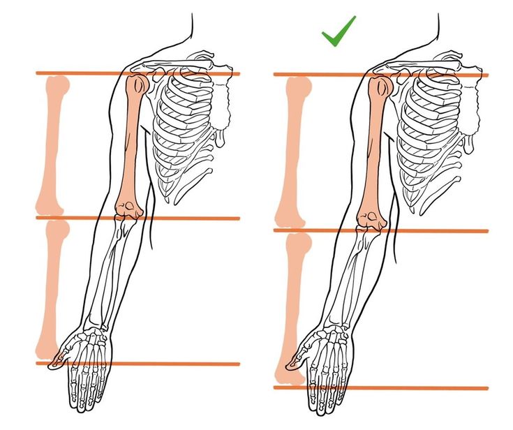 the arm and shoulder muscles are shown with arrows pointing in different directions to each other