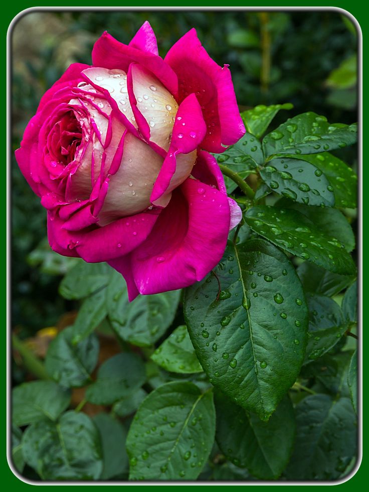 a pink rose with water droplets on it's petals and green leaves in the foreground