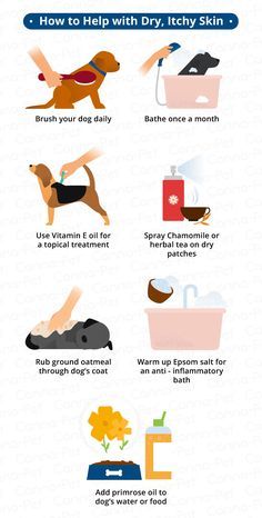 Dog Skin Conditions and Natural Treatments | Canna-Pet® | Itchy dog ...