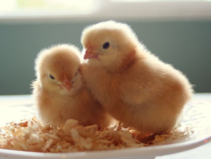 two baby chickens sitting on top of a white plate