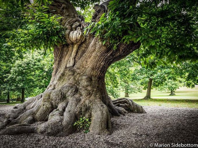 an old tree with very large roots in a park