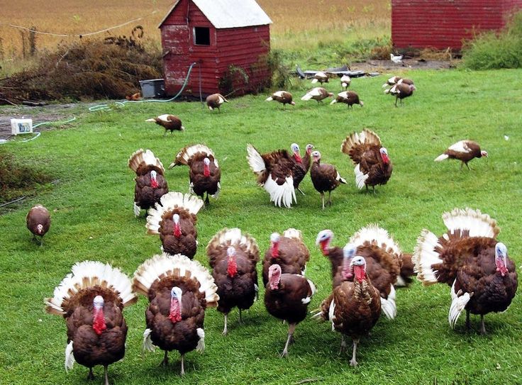 a group of turkeys are standing in the grass