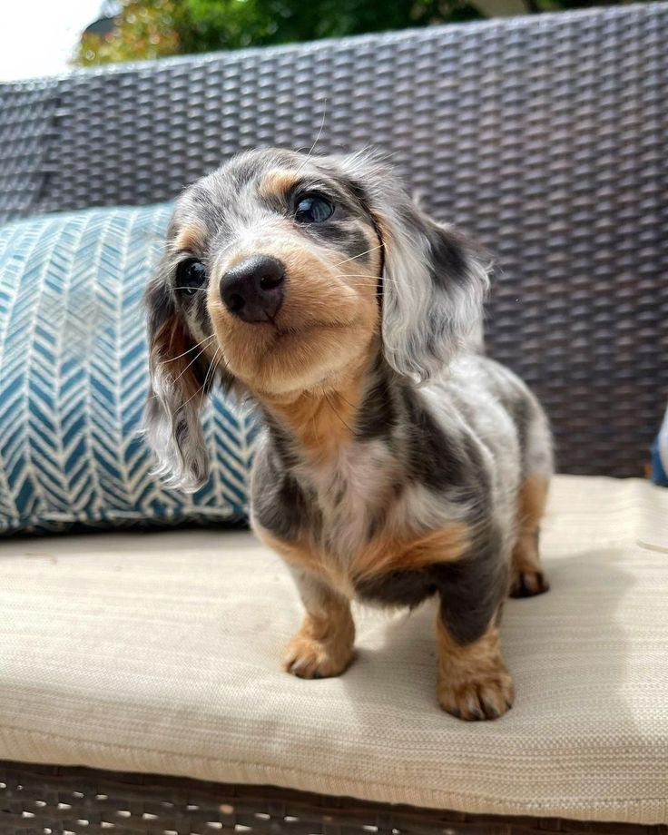 a small dog sitting on top of a couch next to a blue and white pillow