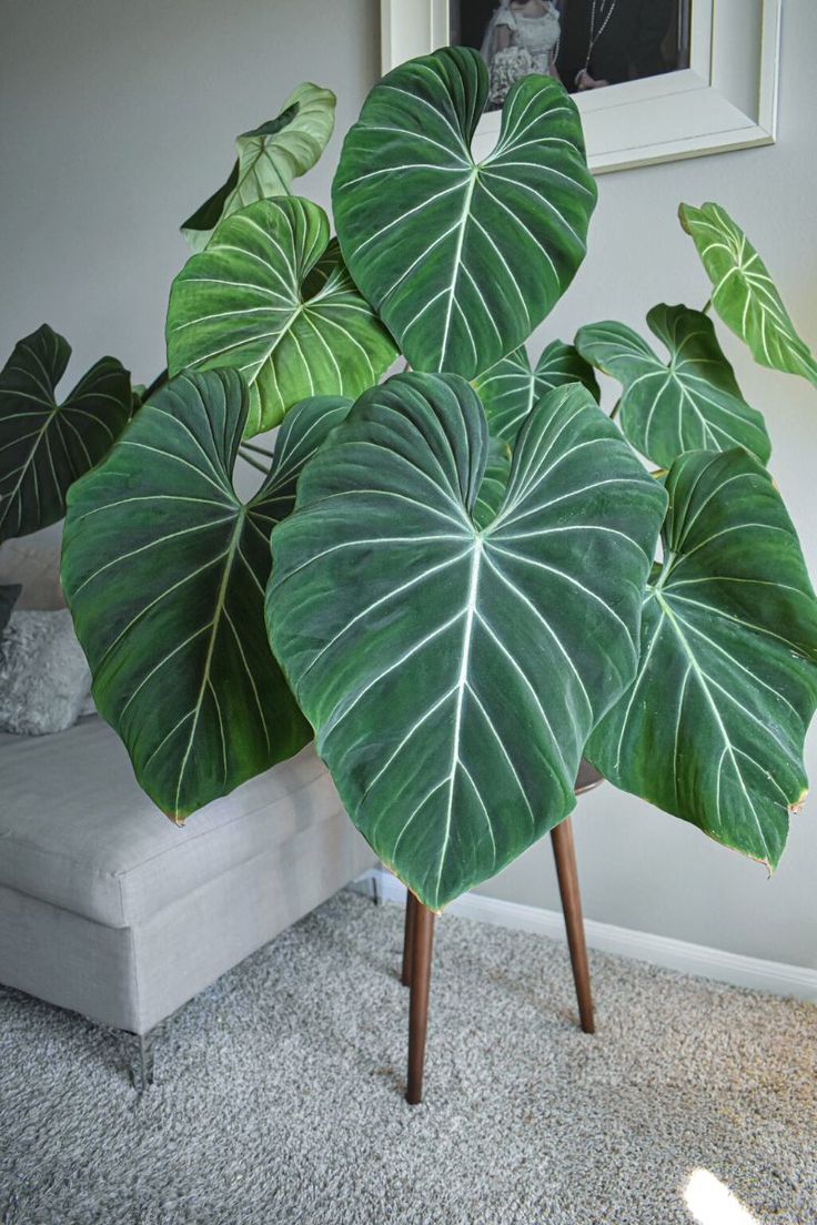 a large green leafy plant sitting on top of a wooden stand next to a couch