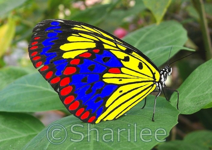 a colorful butterfly sitting on top of a green leaf