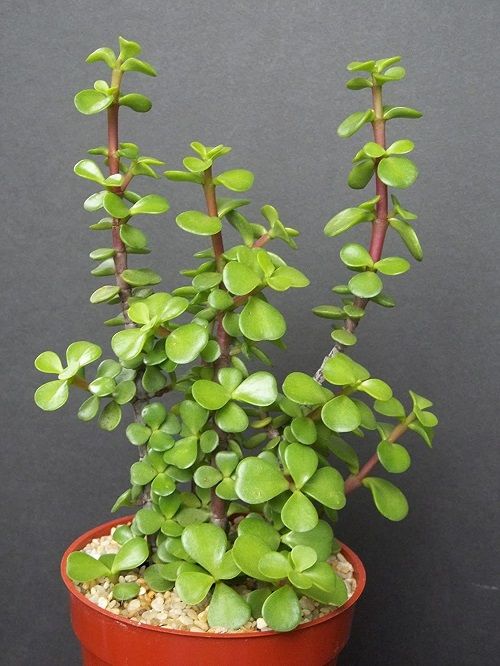 a small potted plant with green leaves