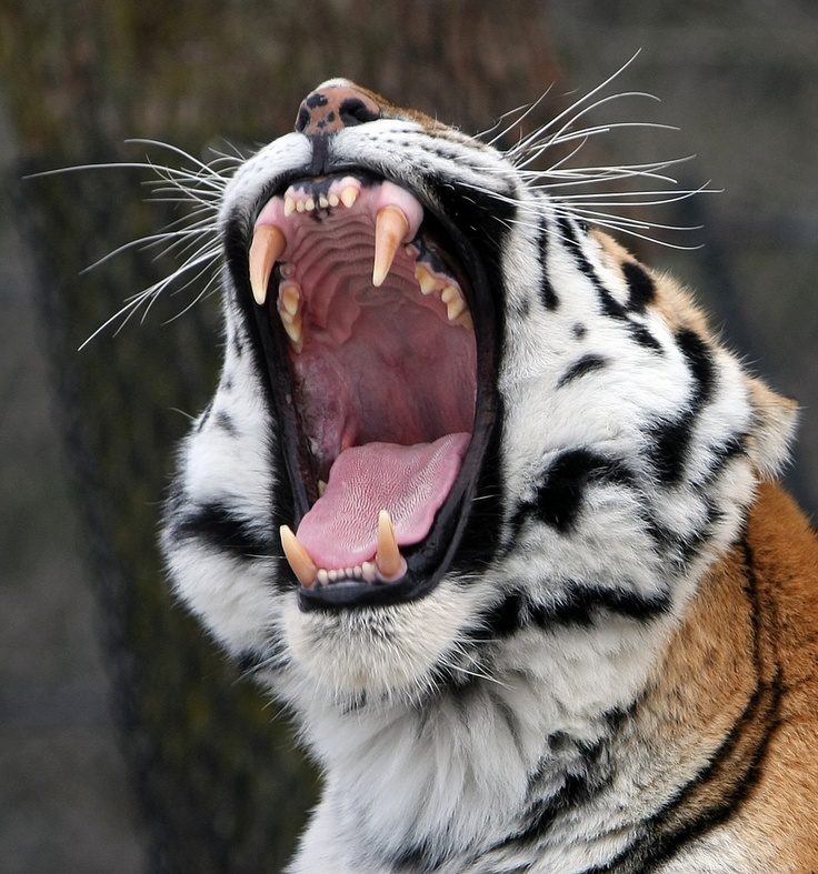 a close up of a tiger with its mouth open