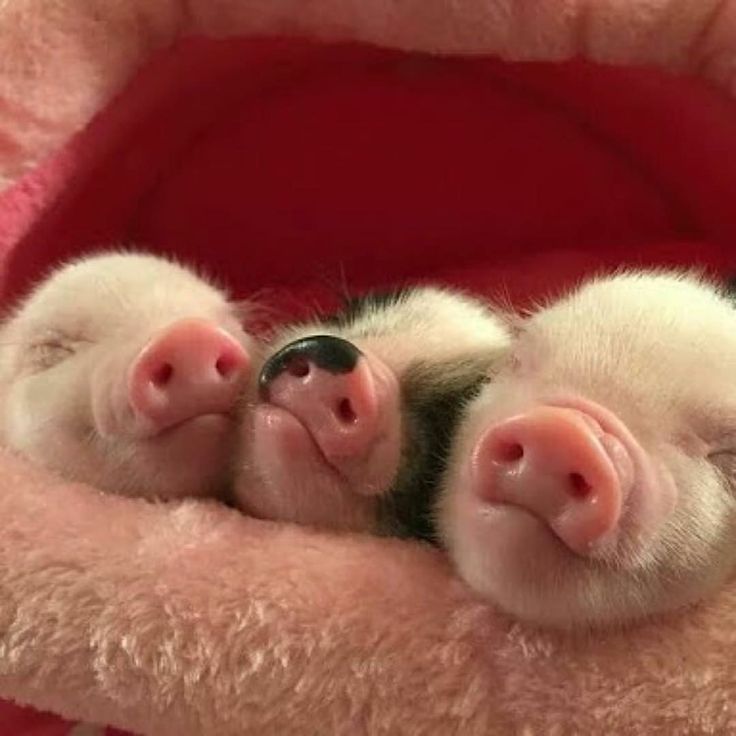 two baby pigs cuddle together in a pet bed with their noses hanging over each other