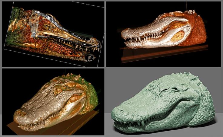 four different types of alligator heads on display