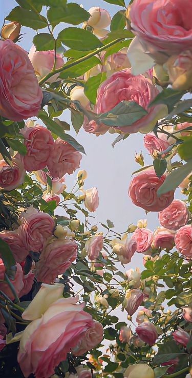 pink roses are blooming in the sky above some green leaves and branches on a sunny day